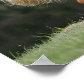 Poster Cheval miniature debout (Coin)