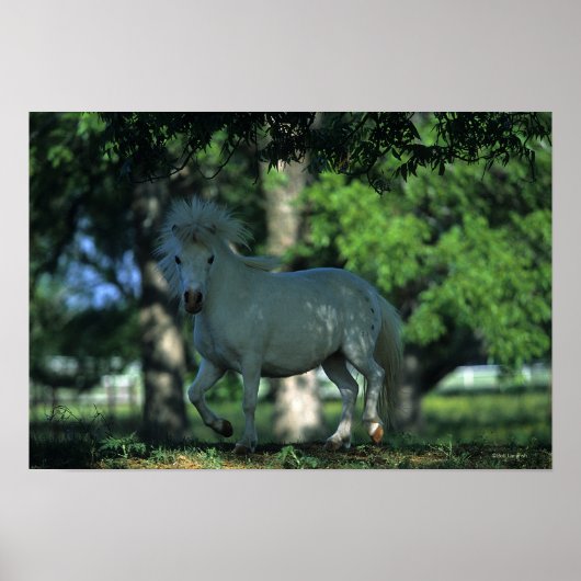 Poster Cheval miniature debout dans les arbres (Devant)