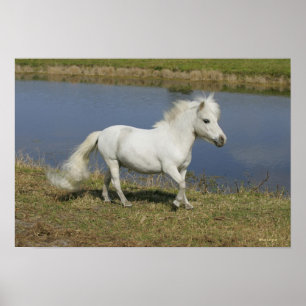 Poster Cheval miniature fonctionnant près de l'eau