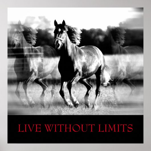 Poster Cheval Motivationnel Blanc Noir Vit Sans Limites (Devant)