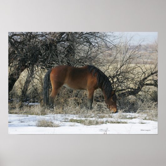 Poster Cheval Mustang sauvage dans la neige 1 (Devant)