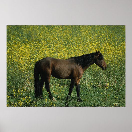 Poster Cheval Mustang sauvage debout en fleurs (Devant)
