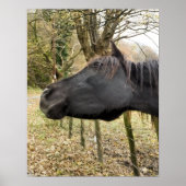 POSTER CHEVAL NOIR (Devant)