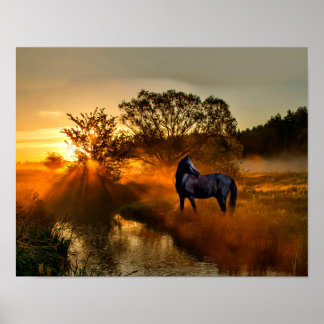 Poster Cheval noir au lever du soleil ou au coucher du so