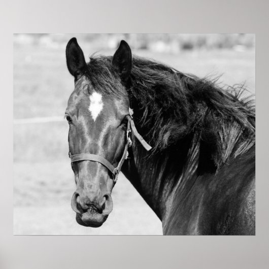 Poster Cheval Noir Blanc (Devant)