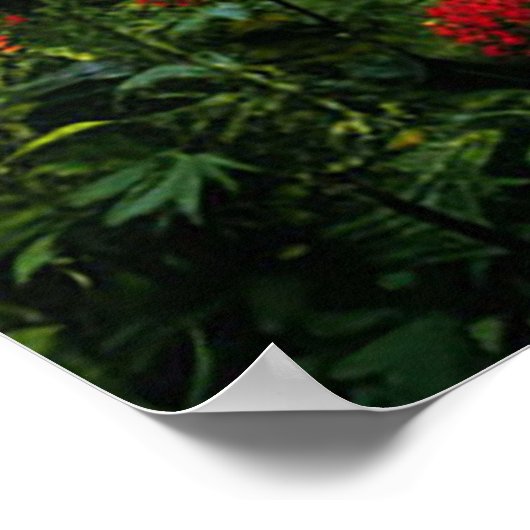 Poster Cheval noir dans une forêt luxuriante (Coin)