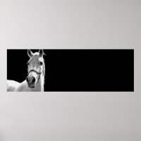Cheval noir et blanc