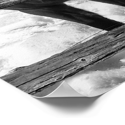 Poster Cheval noir et blanc (Coin)
