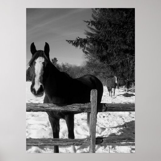 Poster Cheval noir et blanc (Devant)