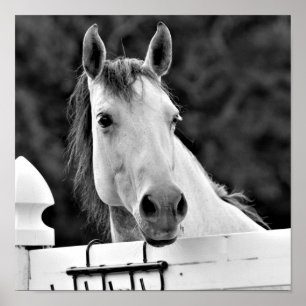 Poster Cheval noir et blanc
