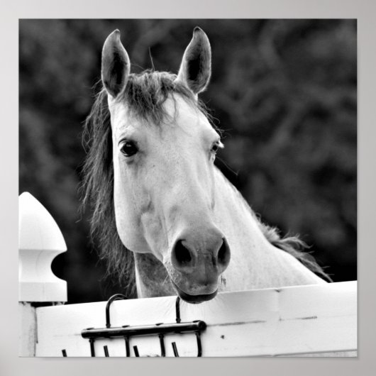 Poster Cheval noir et blanc (Devant)