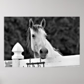 Poster Cheval noir et blanc (Devant)
