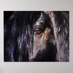 Poster Cheval oeil