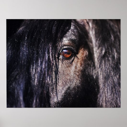 Poster Cheval oeil (Devant)