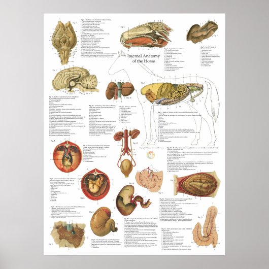 Poster Cheval Organes internes Anatomie Cerveau Estomac G (Devant)