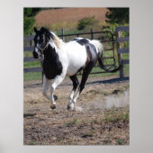 Poster Cheval/Paint Pinto (Devant)