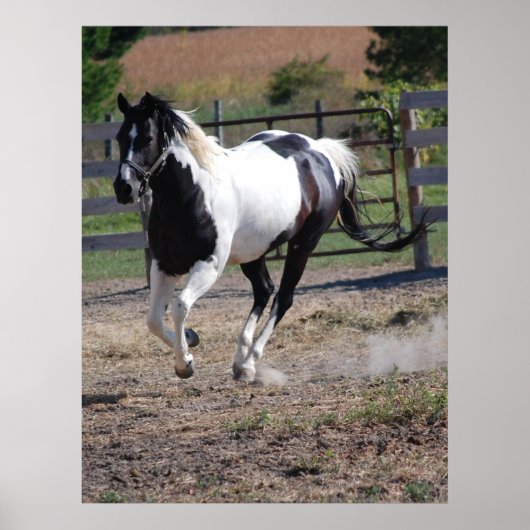 Poster Cheval/Paint Pinto (Devant)