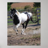 Poster Cheval/Paint Pinto (Devant)