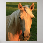 Poster cheval Palomino (Devant)