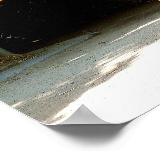 Poster cheval Palomino (Coin)