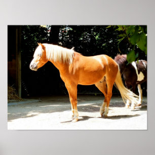 Poster cheval Palomino