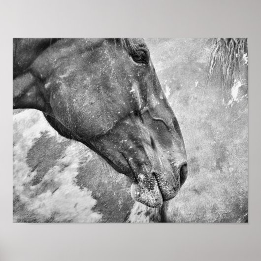 Poster Cheval Pays Noir Et Blanc Style Agricole Rustique (Devant)