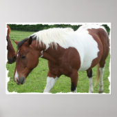 Poster Cheval Pinto (Devant)