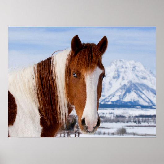 Poster Cheval Pinto mont Moran en hiver (Devant)