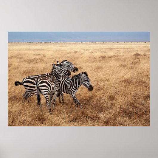 POSTER CHEVAL RACE (Devant)