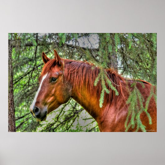 Poster Cheval rouge Dun Mare dans une équine de forêt (Devant)