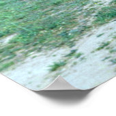 Poster Cheval sauvage de Mongolie (Przewalskii) (Coin)