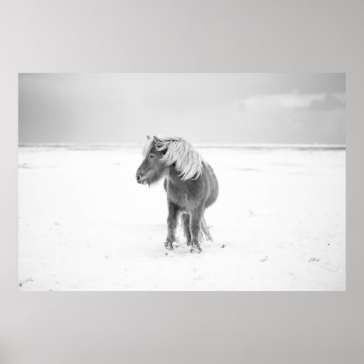 Poster Cheval sauvage, Islande (Devant)