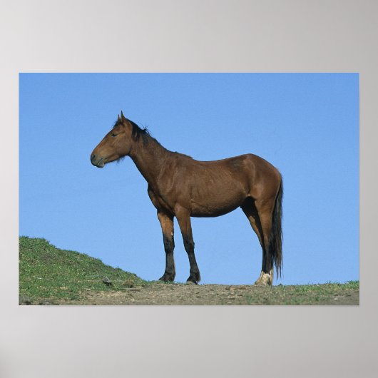 Poster Cheval sauvage Mustang (Devant)