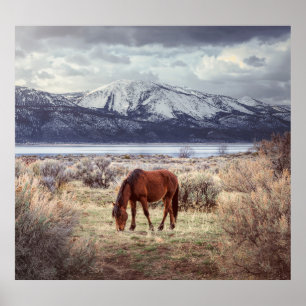Poster Cheval sauvage : Paysage hivernal du Nevada.