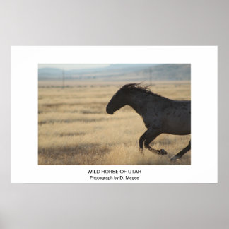 POSTER CHEVAL SAUVAGE PERSONNALISABLE DE L'UTAH PHOTOGRAP