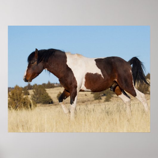 Poster Cheval sauvage, Steens Mountains (Devant)