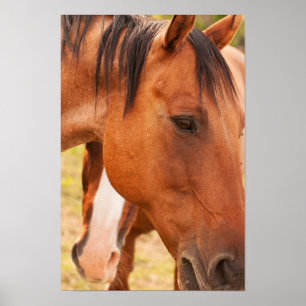 Poster Cheval Se Cache Derrière Le Cheval