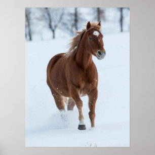 Poster Cheval seul courant dans la neige