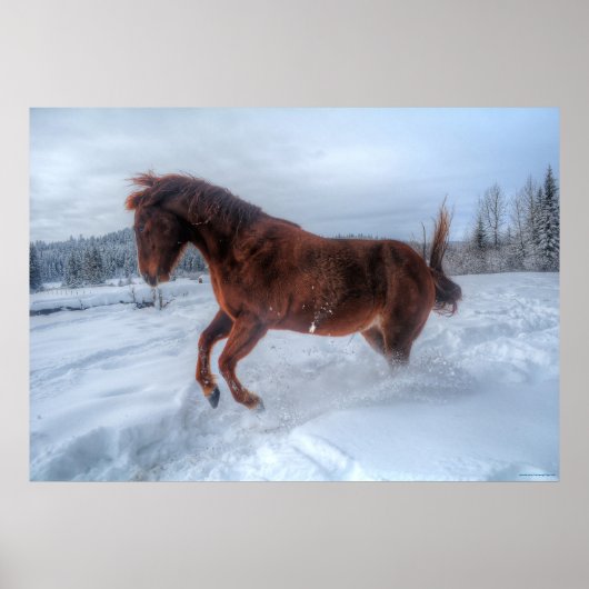 Poster Cheval Sorrel, émerveillé par la neige hivernale (Devant)