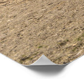 Poster Cheval Sorrel Spirité Bucking par une grange (Coin)