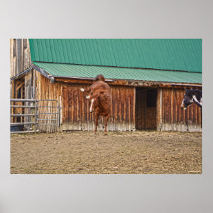 Poster Cheval Sorrel Spirité Bucking par une grange