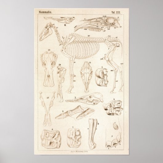 Poster Cheval Squelette Anatomie vétérinaire Imprimer (Devant)