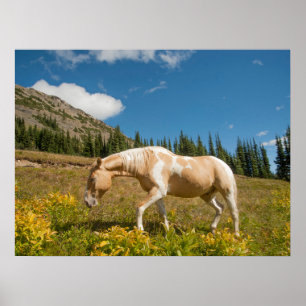Poster Cheval sur herbes dans une prairie alpine en été