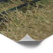 Poster Cheval Thoroughbred debout à la clôture (Coin)