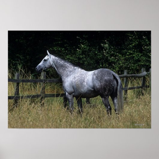 Poster Cheval Thoroughbred debout à la clôture (Devant)