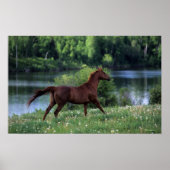 Poster Cheval Thoroughbred debout en fleurs (Devant)