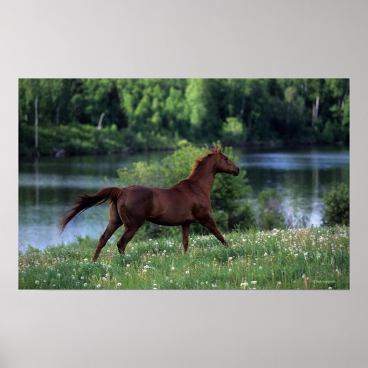 Poster Cheval Thoroughbred debout en fleurs (Devant)