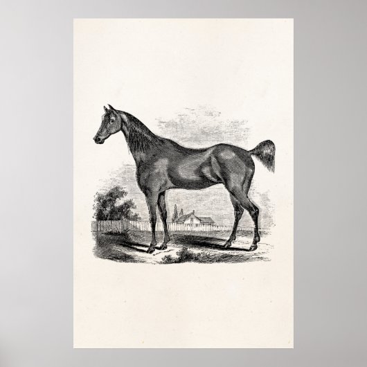 Poster Cheval Thoroughbred vintage équestre personnalisé (Devant)
