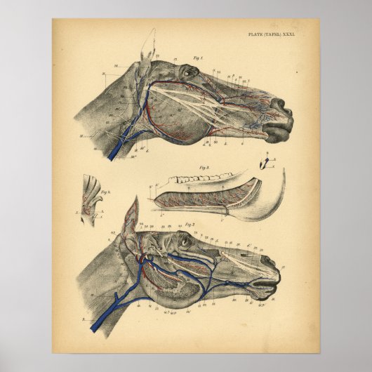 Poster Cheval Veines Nerves Anatomie 1908 Vintage Imprime (Devant)