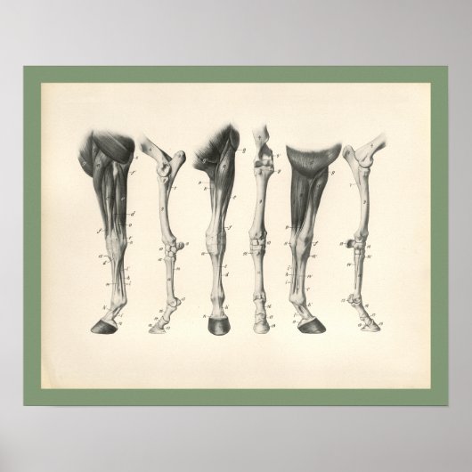 Poster Cheval Vétérinaire Os De Jambe Anatomie Musculaire (Devant)